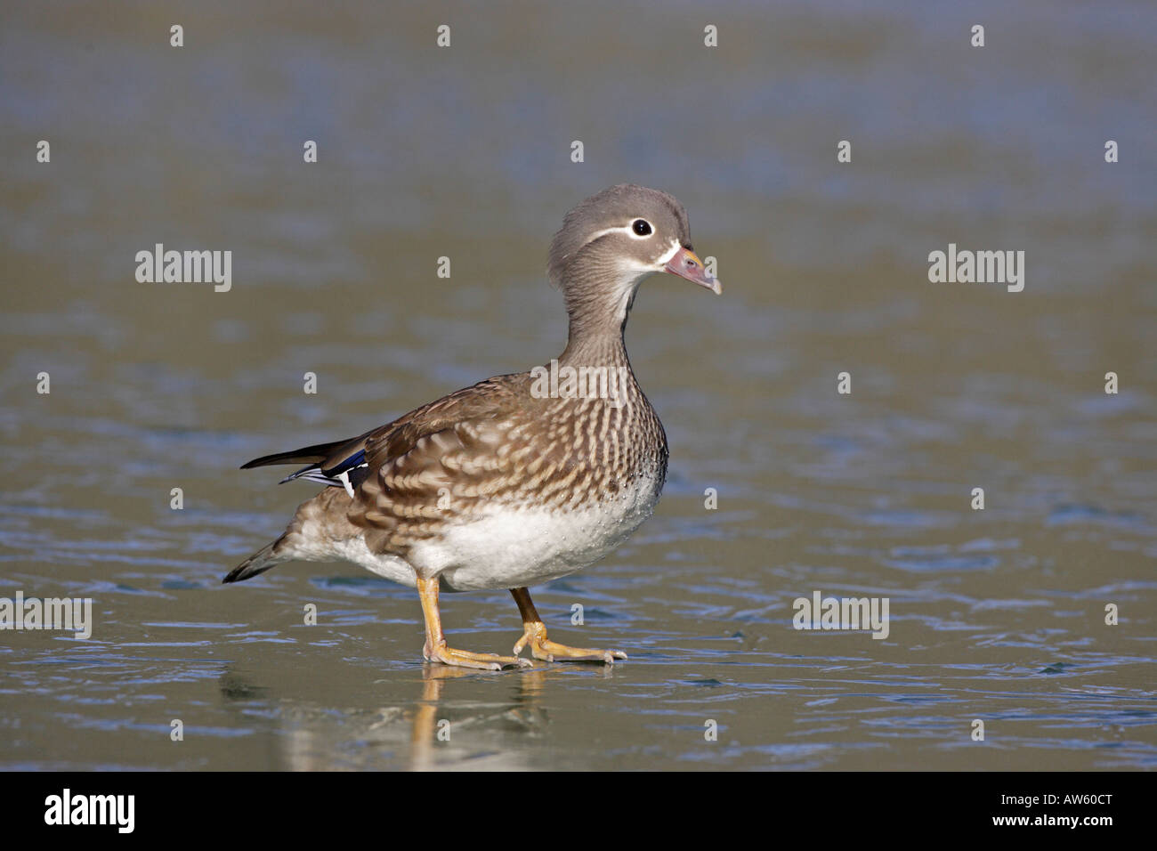 Femmine di Anatra di mandarino su ghiaccio Foto Stock