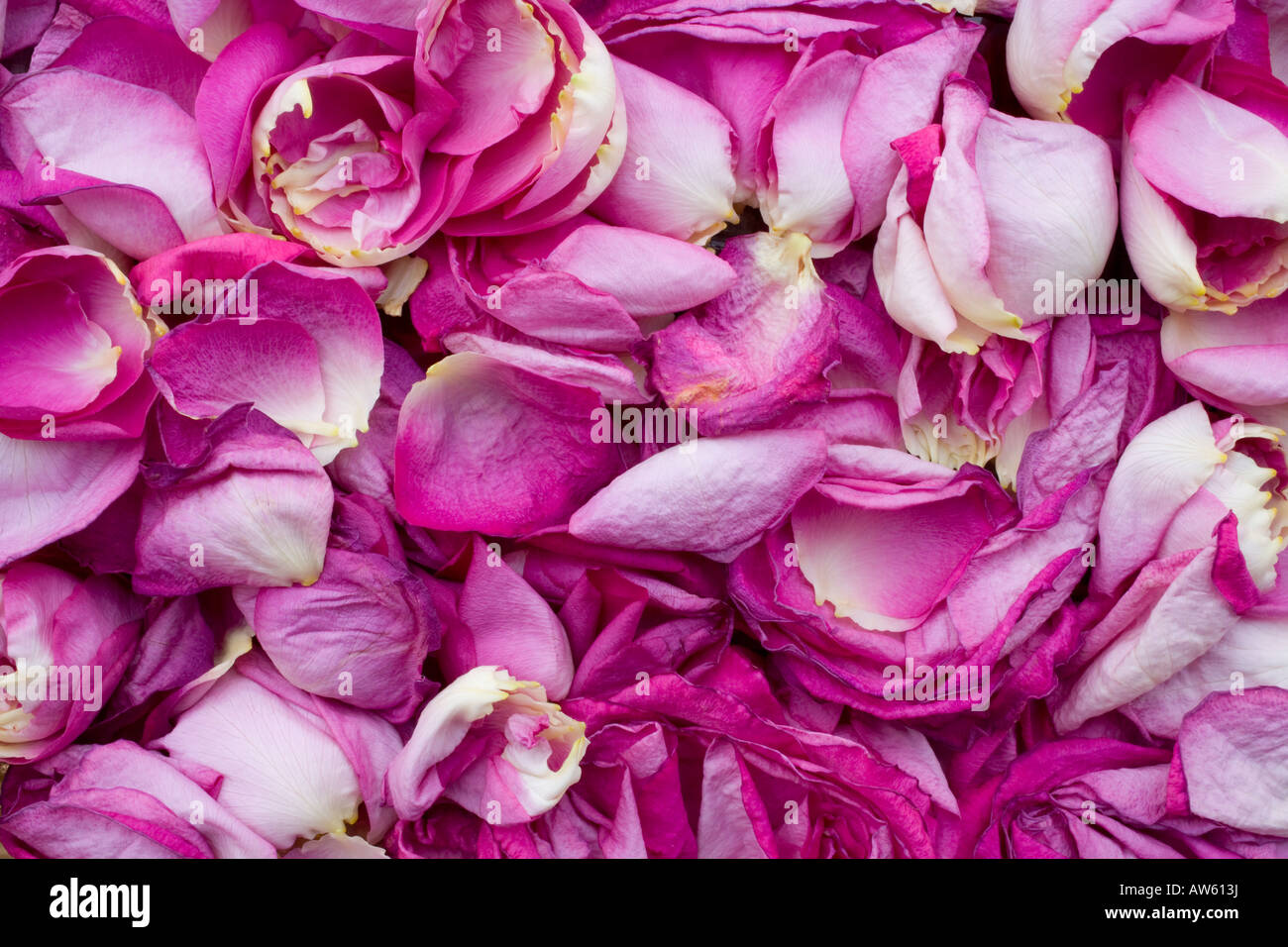 Petali di rosa Foto Stock