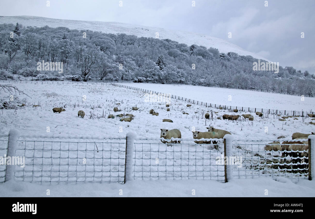 Pecore dietro il recinto di filo nel campo coperto di neve, Midlothian, Scotland, Regno Unito, Europa Foto Stock