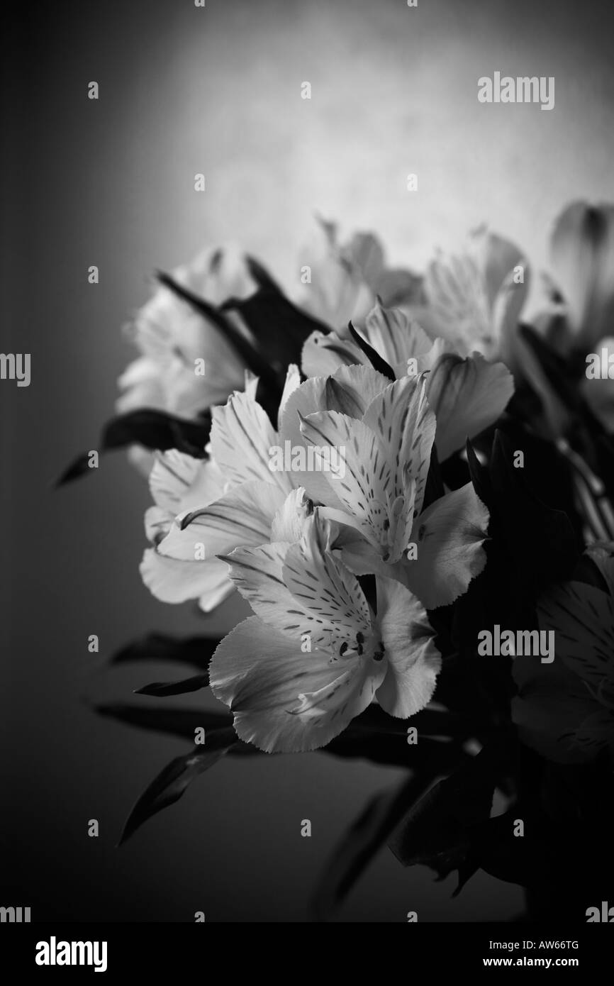 Un mazzetto di bianco e gigli rosa, Alstroemeria, in un vaso Foto Stock
