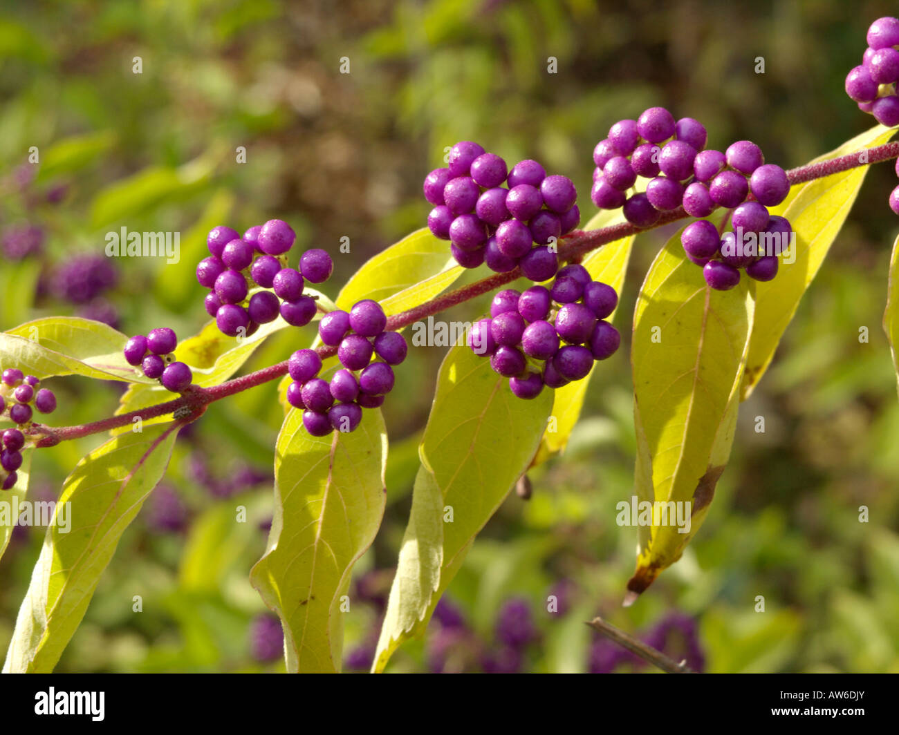 Viola (beautyberry callicarpa dichotoma) Foto Stock