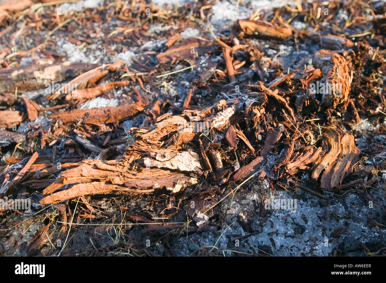 I depositi di torba a 1800 piedi su acciaio cadde nel distretto del lago,con conserva di bosco di depositi in essi da tempi più caldi Foto Stock