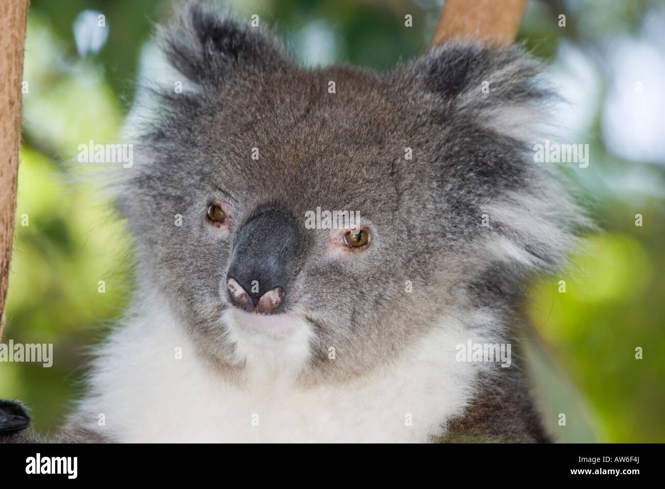 Close up di un koala bear, Phascolarctos cinereus, in una struttura ad albero con uno sfondo sfocato, Australia. Foto Stock