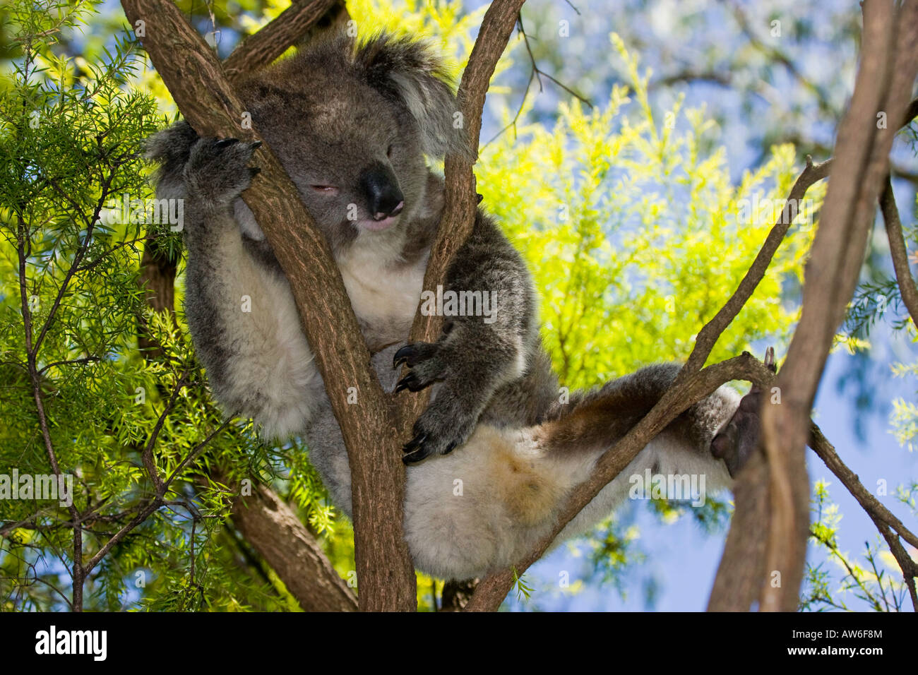 Close up di un koala bear, Phascolarctos cinereus, in una struttura ad albero con uno sfondo sfocato, Australia. Foto Stock