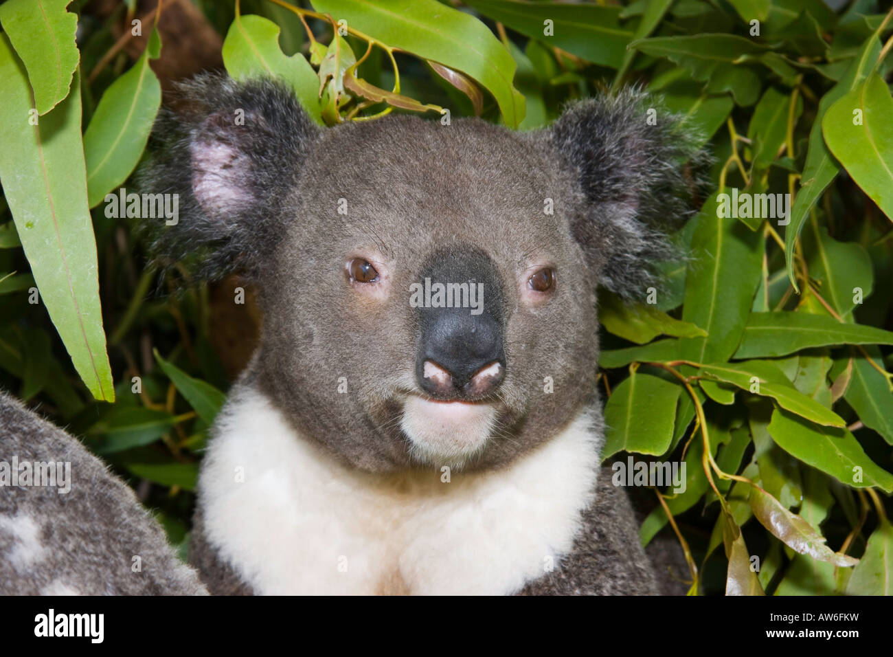 Close up di un koala bear, Phascolarctos cinereus, in un albero di eucalipto, Australia. Foto Stock