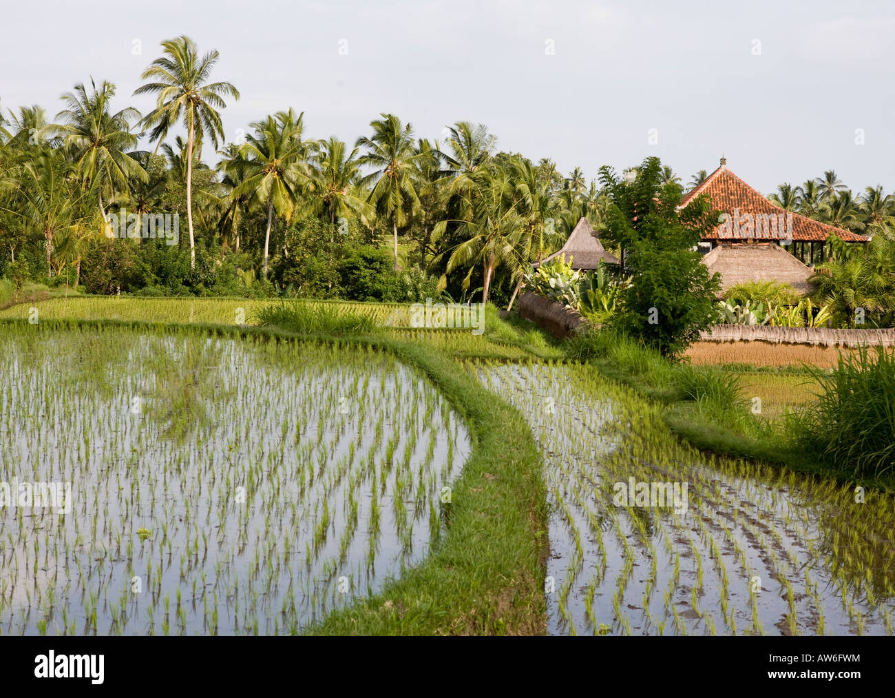 Le risaie Ubud Bali Indonesia Foto Stock