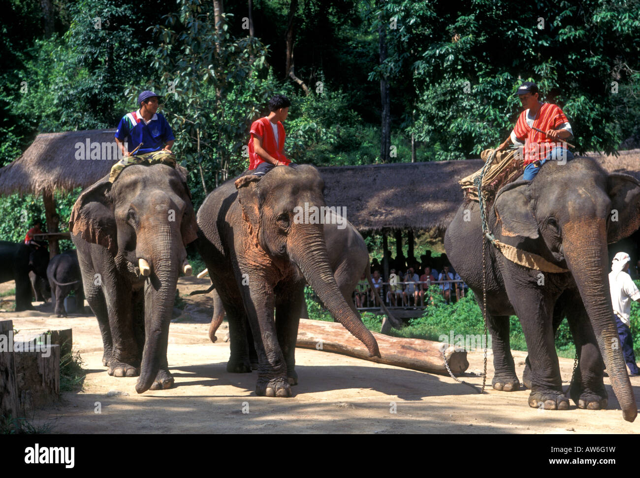 Gli uomini Thai, mahouts, equitazione elefanti, il Campo degli Elefanti di Mae Sa, Chiang Mai e Chiang Mai Provincia, Thailandia, Sud-est asiatico, in Asia Foto Stock
