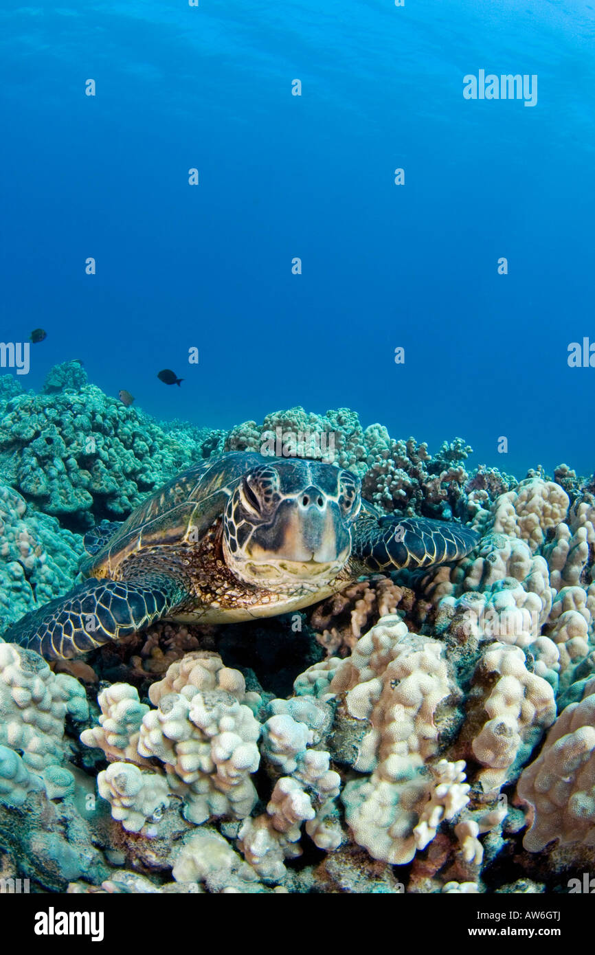 Tartaruga Verde, Chelonia Mydas, una specie in via di estinzione, Hawaii. Foto Stock
