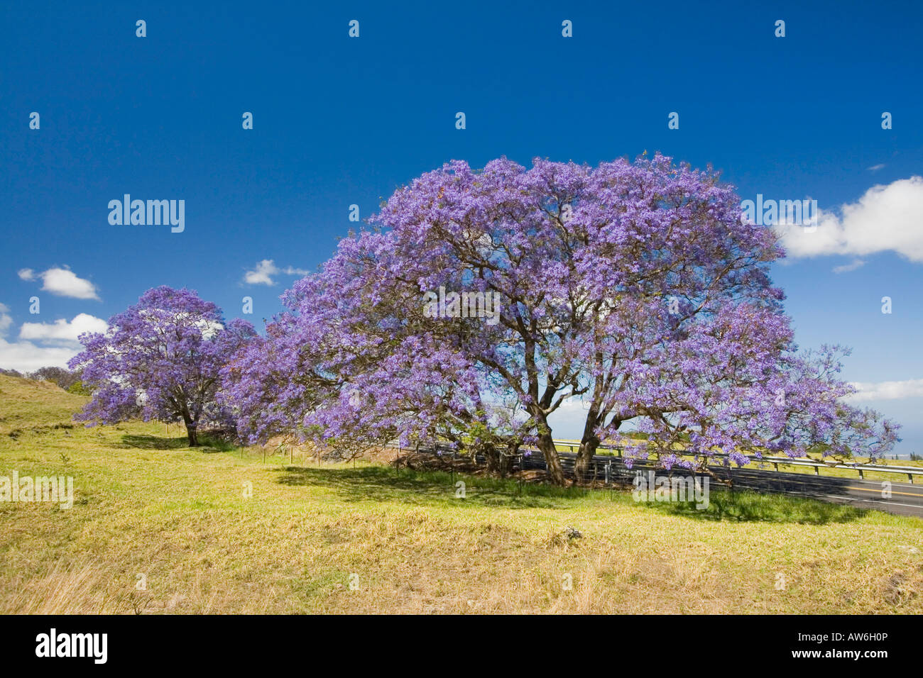 Fiori di lavanda su un albero di jacaranda, sull'isola di Maui, Hawaii. Foto Stock