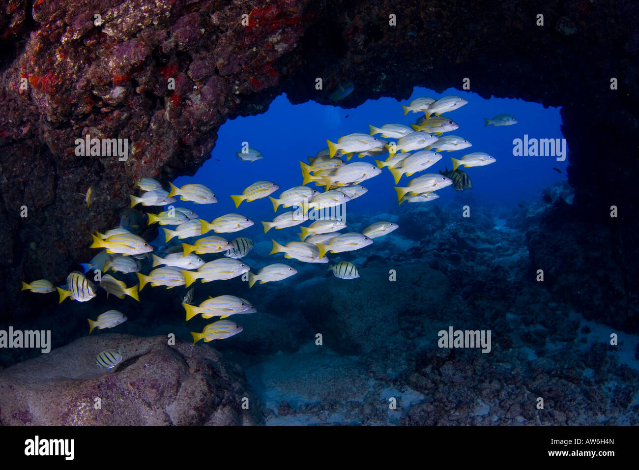 Bluestripe snapper, Lutjanus kasmira, Hawaii. Foto Stock
