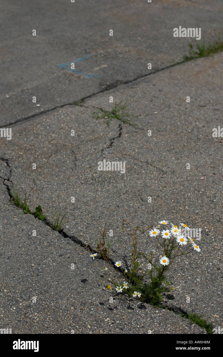 Pratoline crescendo attraverso una crepa in asfalto Foto Stock