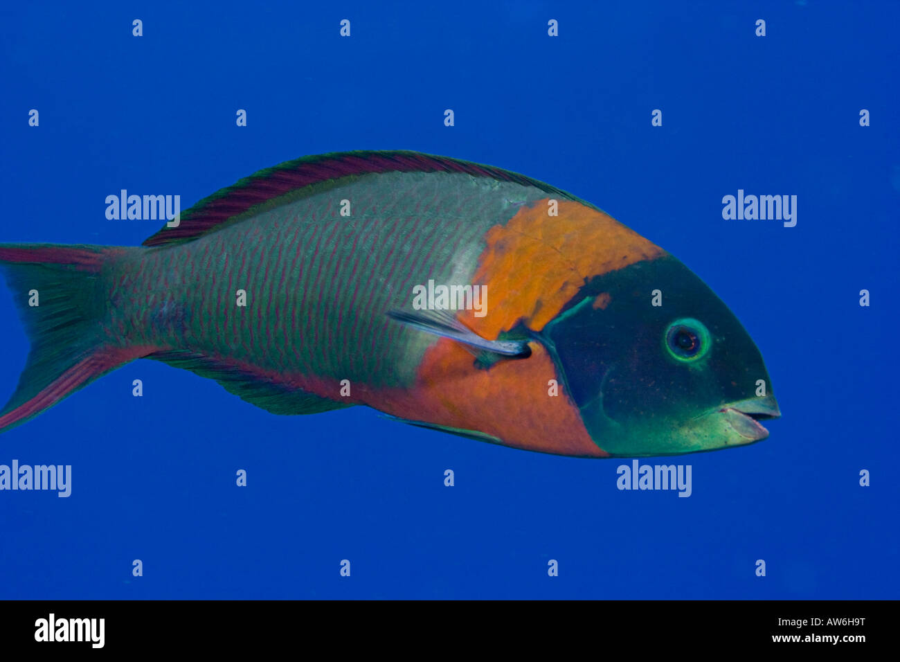 La sella wrasse, Thalassoma duperrey è endemica e la più comune di questa famiglia nelle Hawaii. Foto Stock