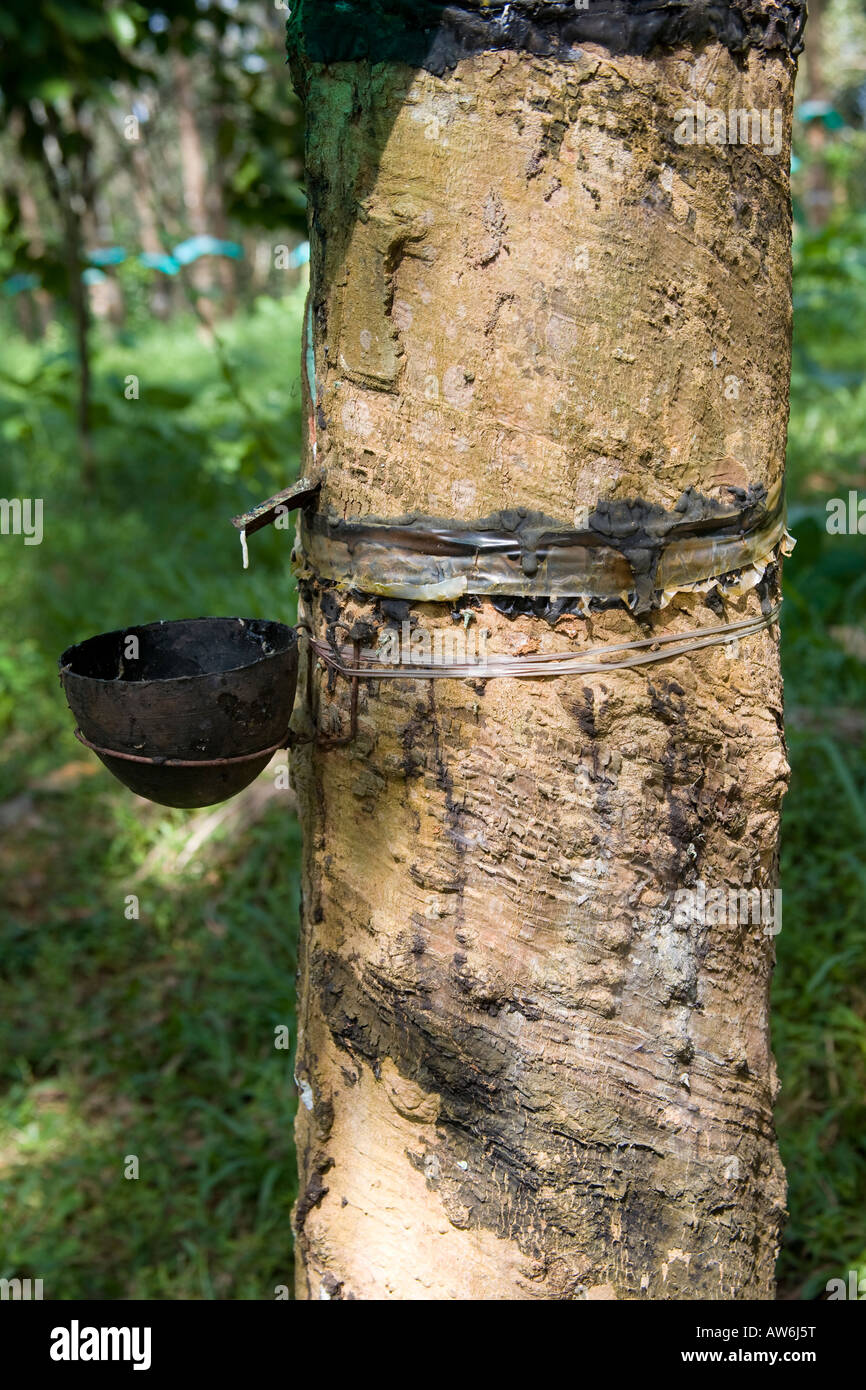 La raccolta del lattice di gomma da albero in una piantagione, Mundackal station wagon, Kothamangalam, Kerala, India Foto Stock