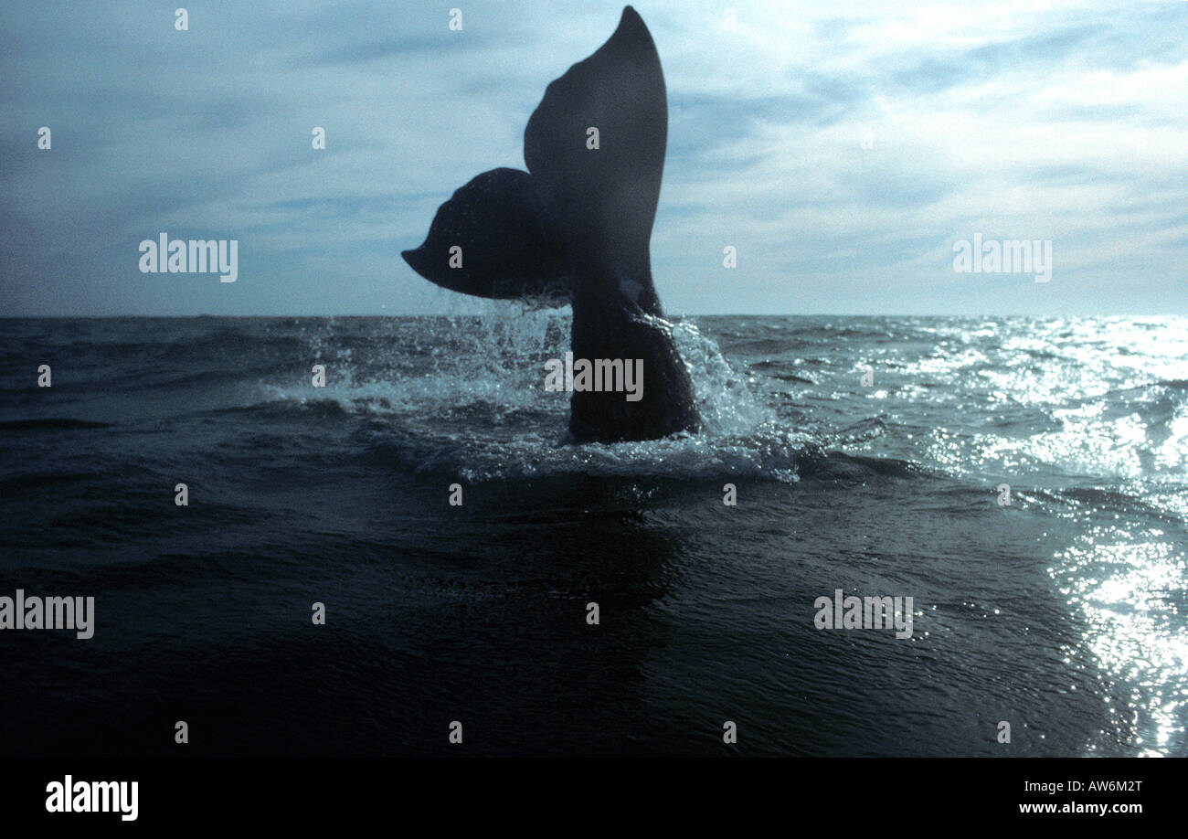Giovani balena grigia. Oceano Pacifico Foto Stock