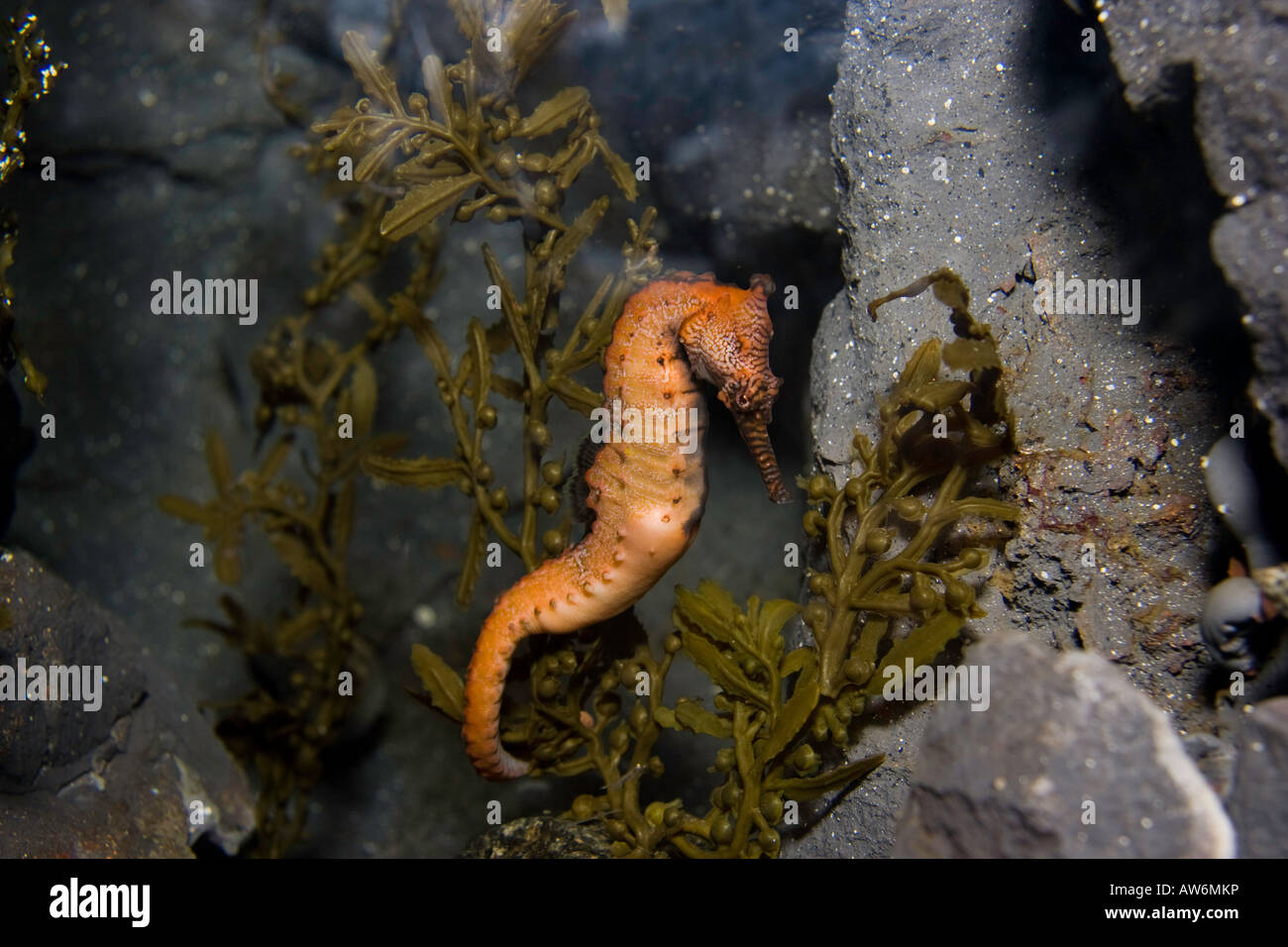 Il West Australian cavalluccio marino Hippocampus elongatus, è disponibile in una gamma di colori, Australia. Foto Stock