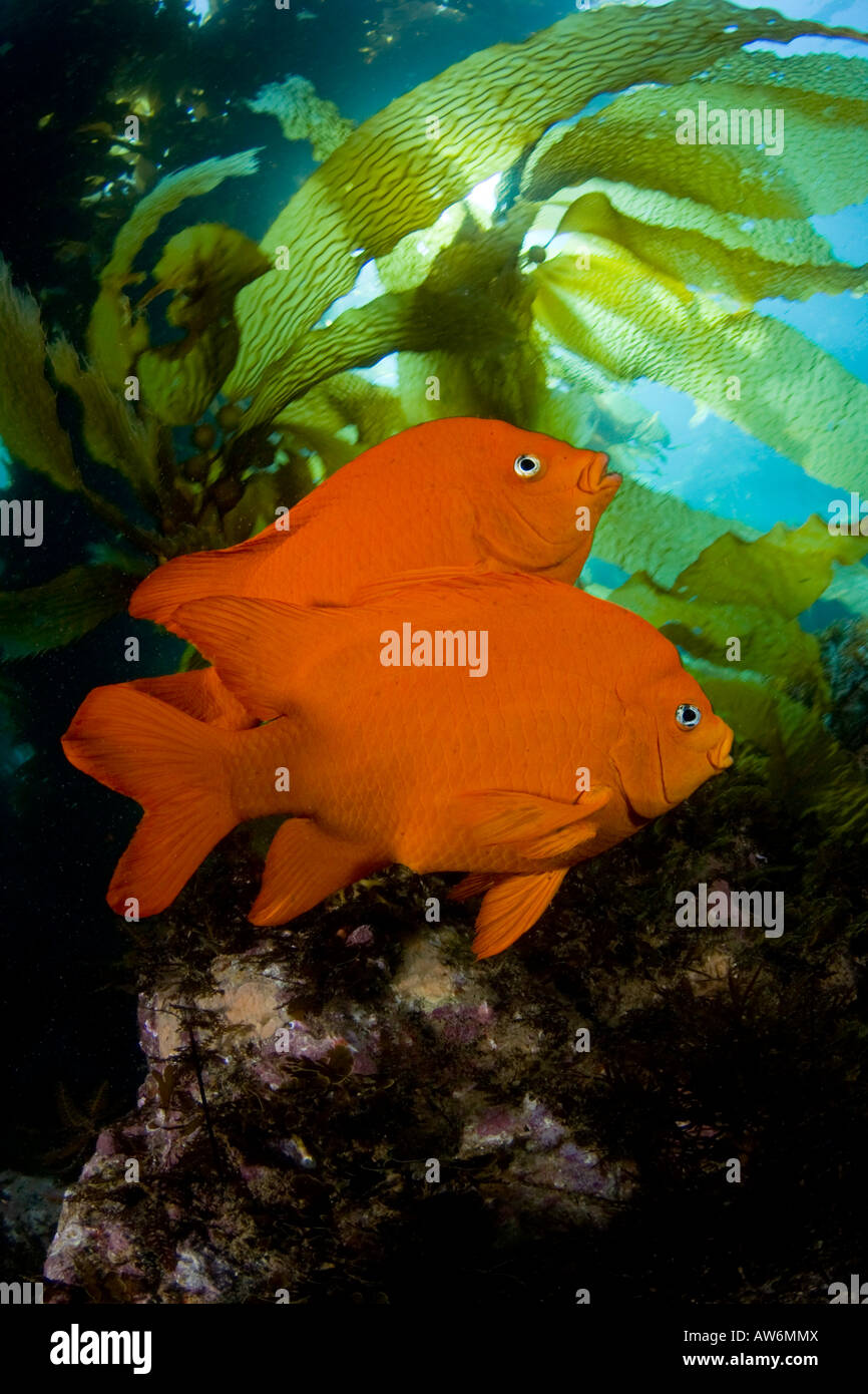 Garibaldi, Hypsypops rubicundus, in una foresta di kelp gigante, Macrocystis pyrifera, Isola Catalina, California, Stati Uniti d'America. Foto Stock