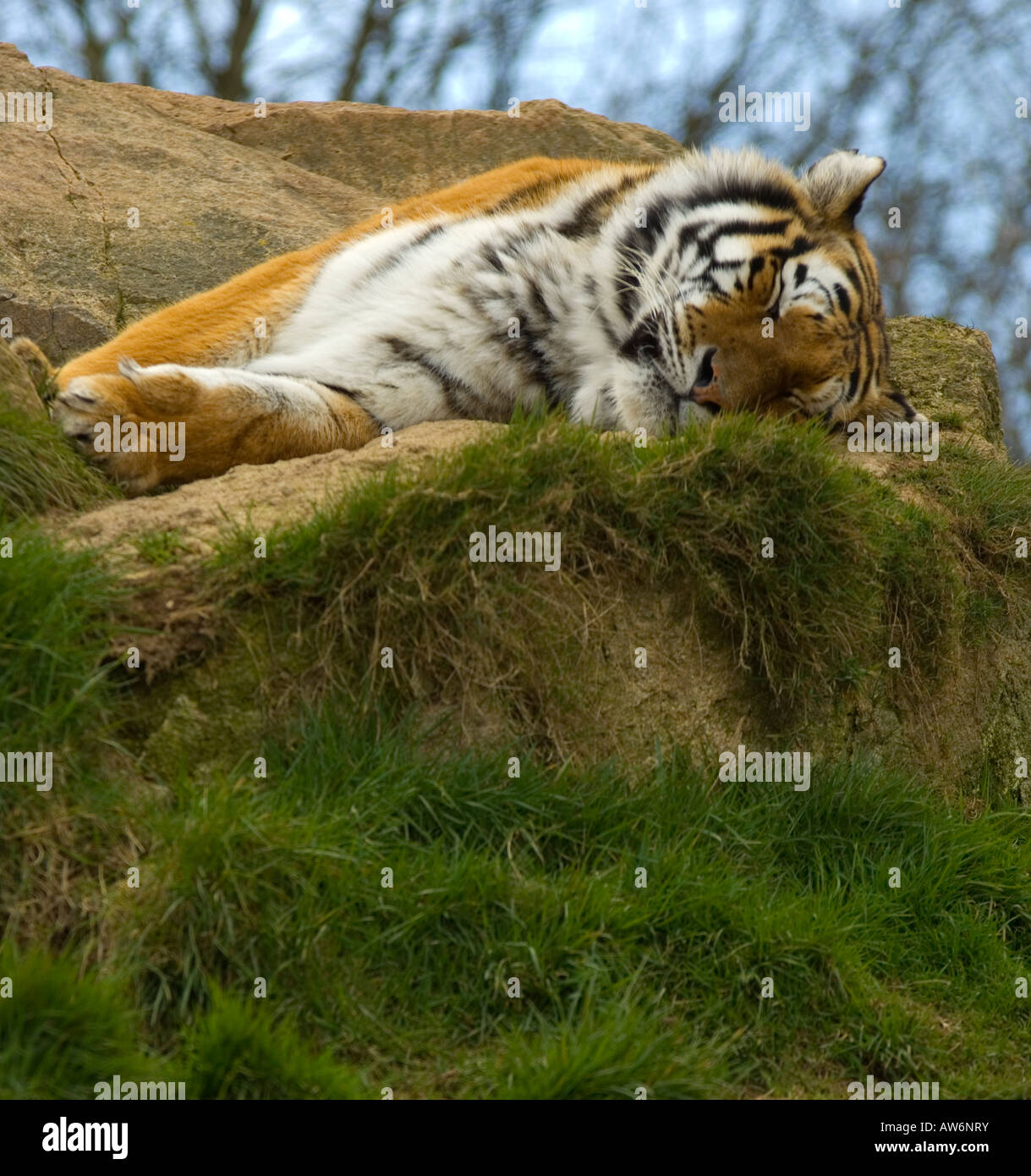 Tigre sonnolenta Foto Stock