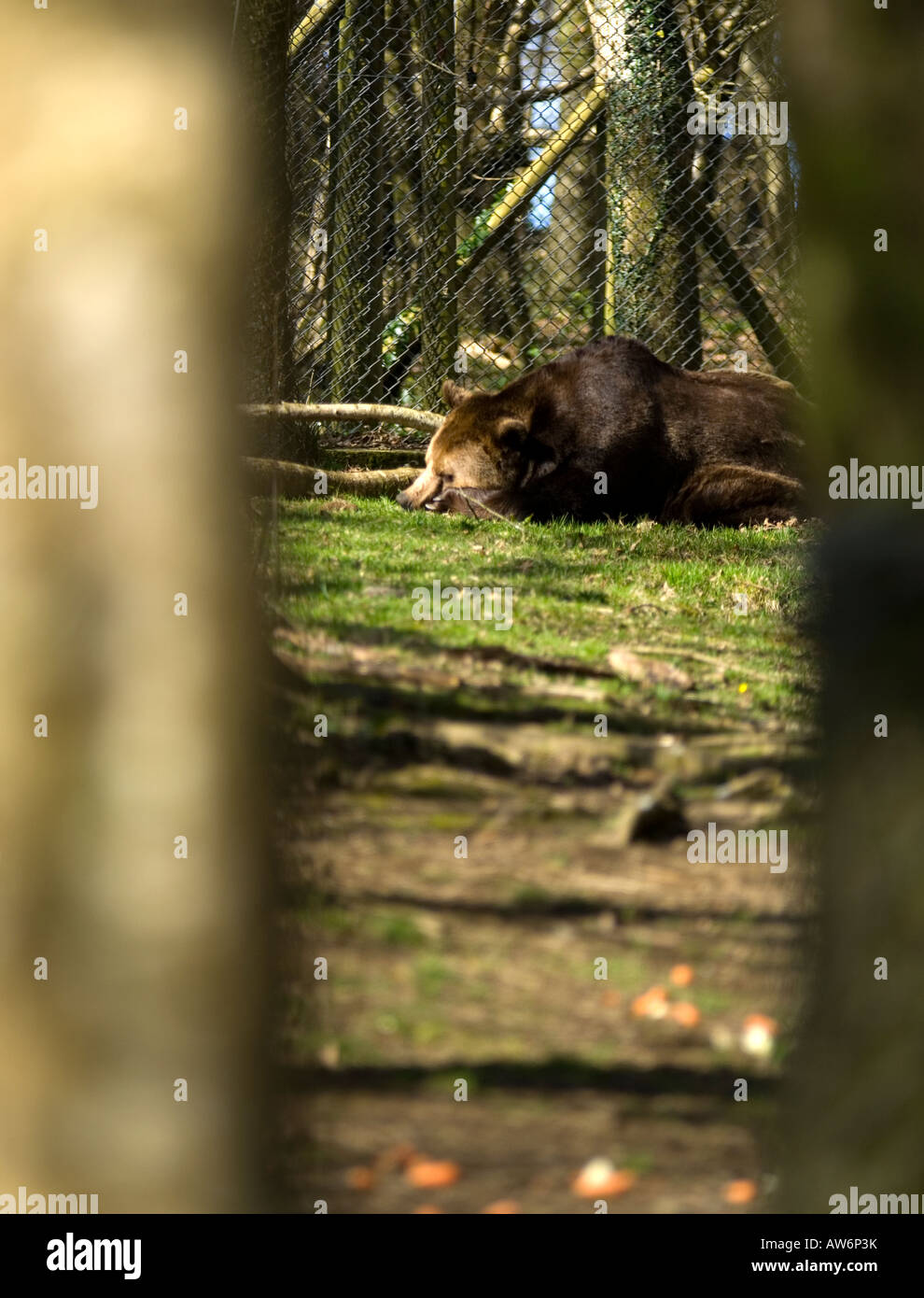 Se andate giù per i boschi oggi ............. Foto Stock