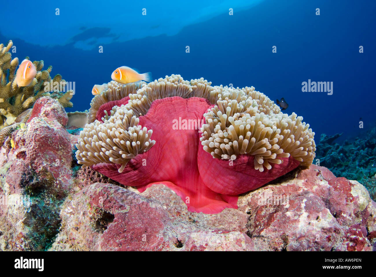 Anemonefish, Amphiprion perideraion, con l anemone, Heteractis magnifica, Yap, Micronesia. Foto Stock