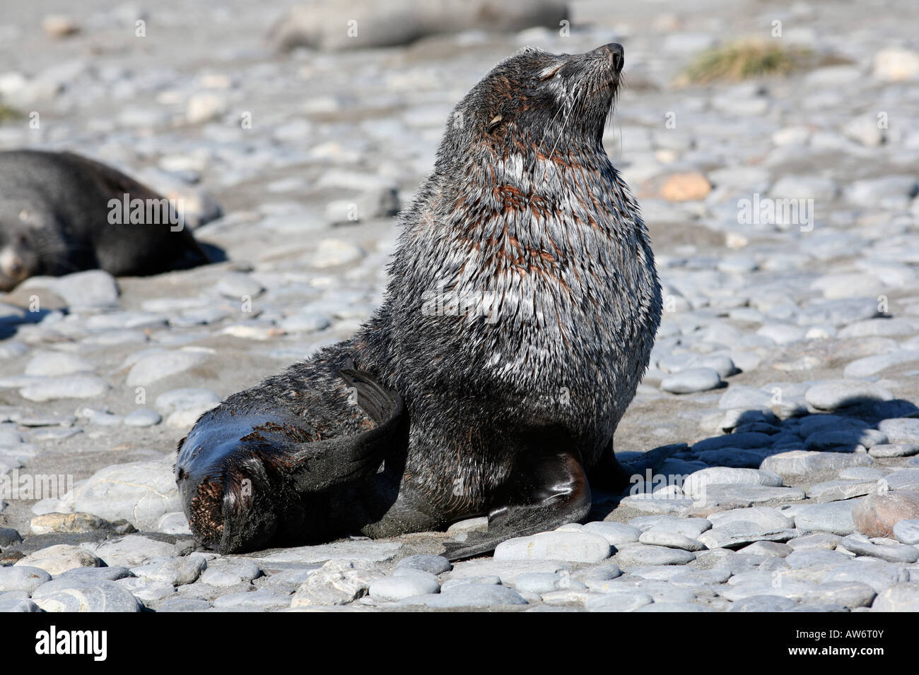 Pelliccia sigillo sull'isola della Georgia del Sud, è una piccola isola vicino a Antartide Foto Stock