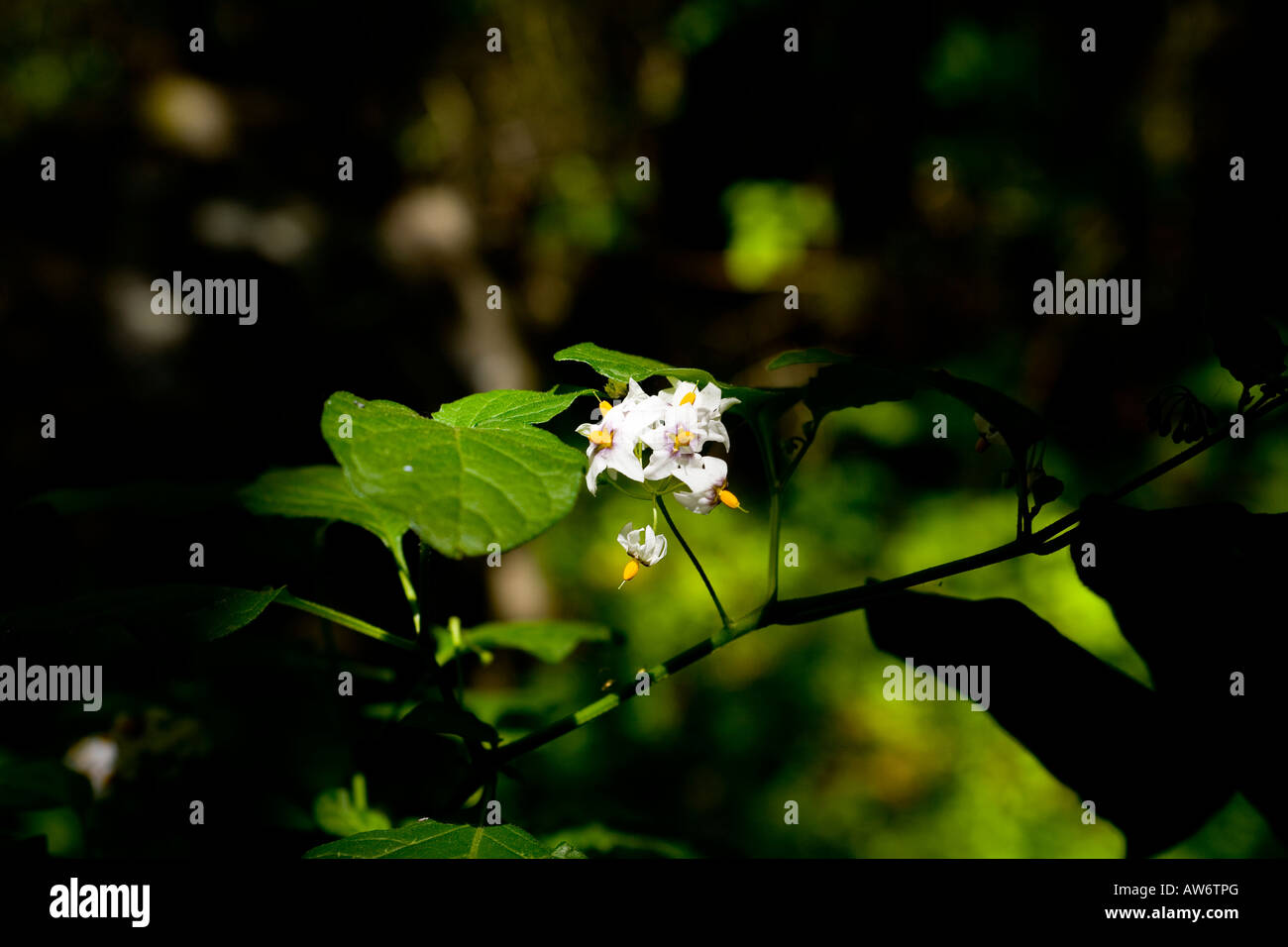 Nero Americano Nightshade Foto Stock