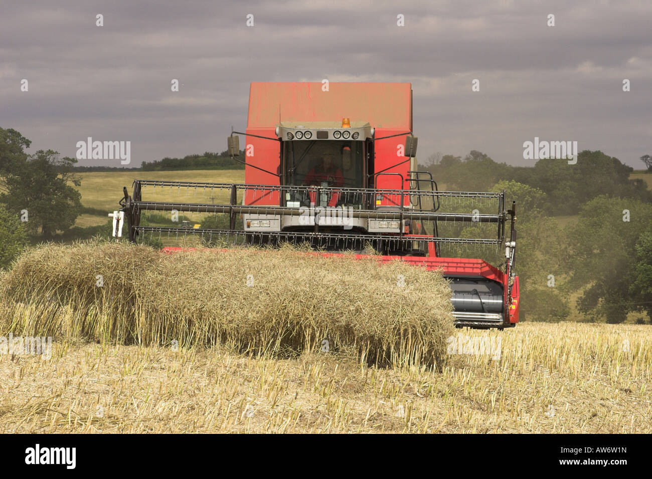 Una mietitrebbia su una fattoria NEL REGNO UNITO. Foto Stock