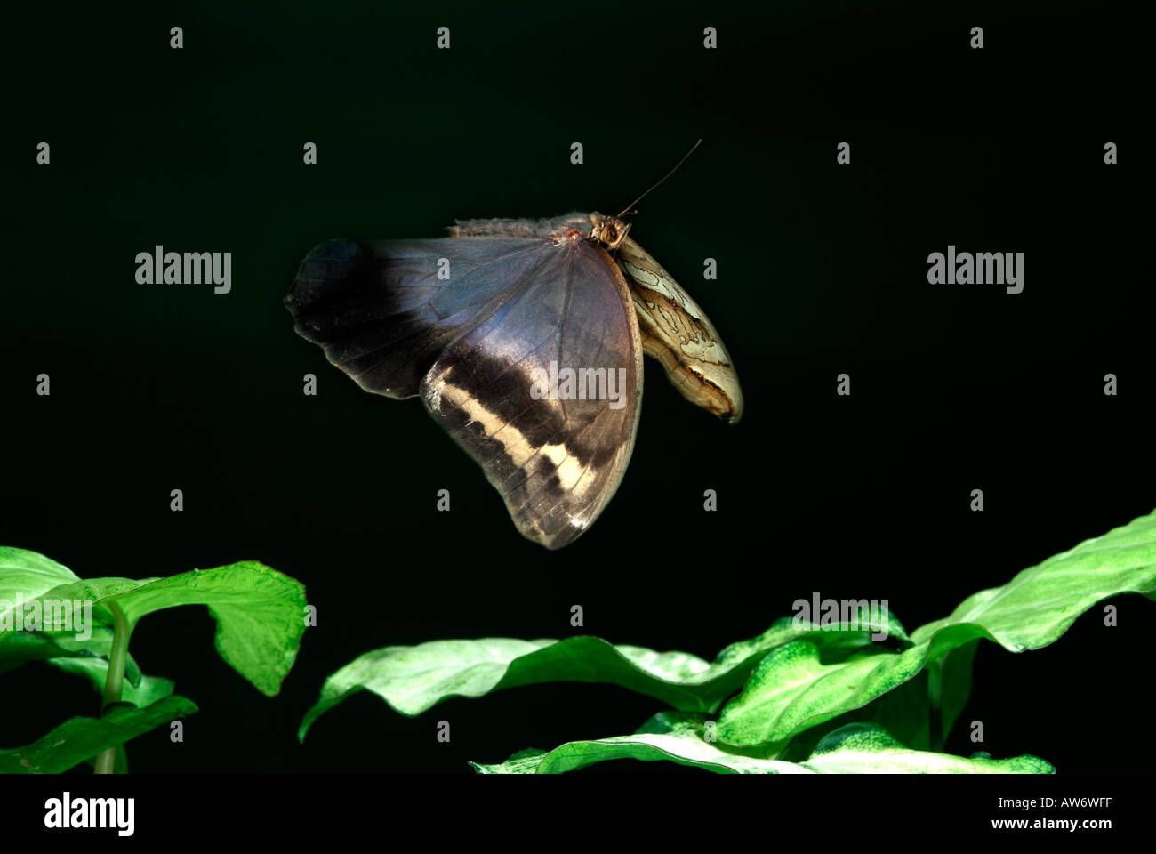 Farfalla civetta Eryphanis polissena bambù farfalla in volo volare su foglie alta velocità tecnica fotografica America del Sud Foto Stock