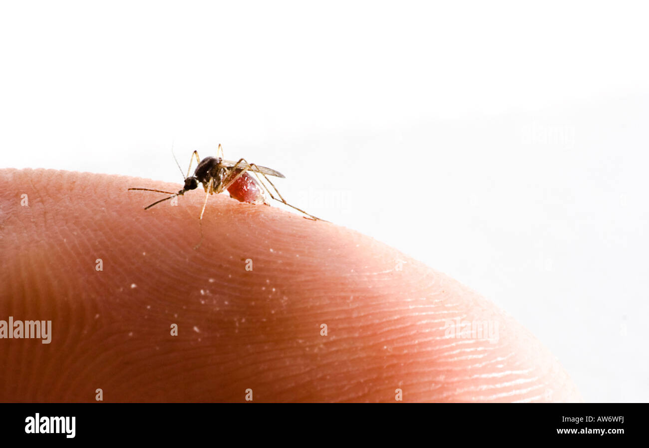 Mosquito sciocco di sangue Foto Stock