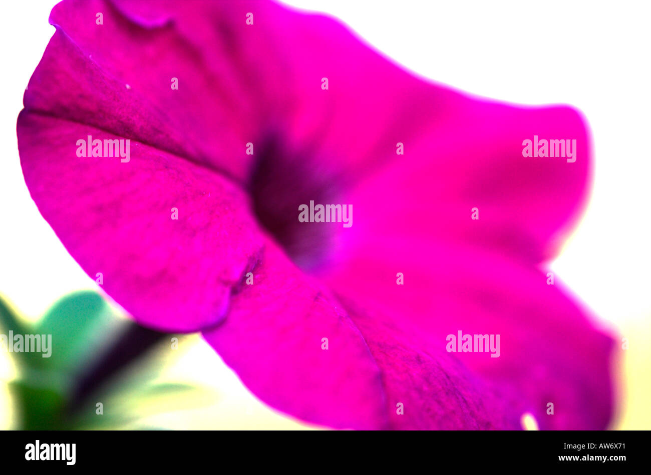 Giardino di petunia fiore colore viola abstract Regno Unito Foto Stock