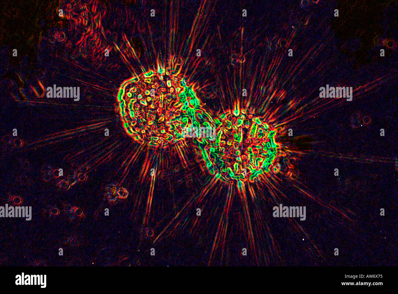 Organismi microscopici specialista del concetto di fotografia scienza pungenti Digitally Enhanced coppia Foto Stock