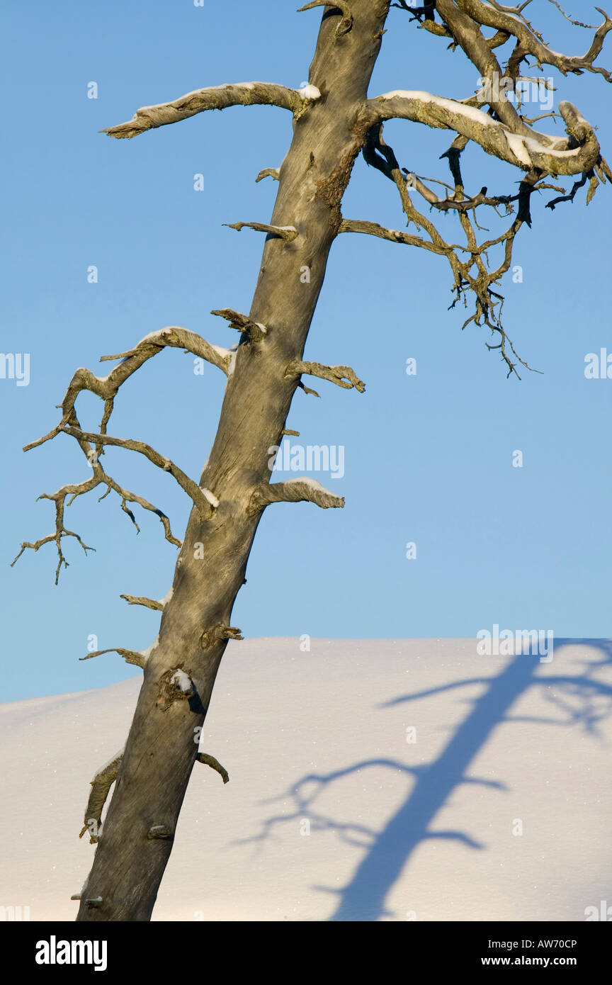 Un albero morto e la sua ombra sulla neve in Saariselka nel nord della Finlandia Foto Stock