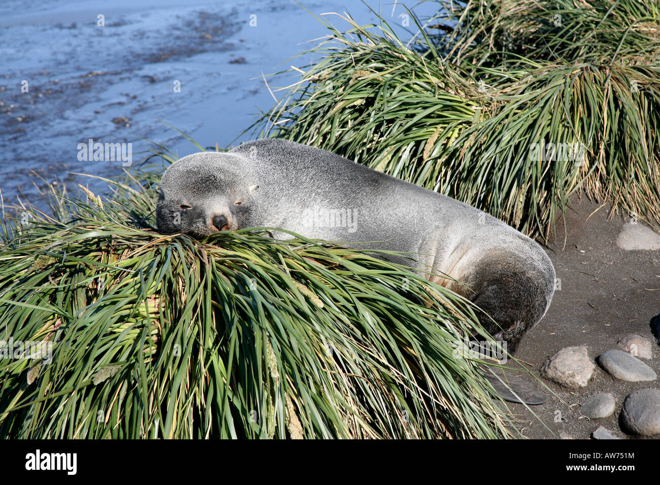 Pelliccia sigillo di riposo in erba Tussic vicino a un ruscello sull isola di Georgia del sud Foto Stock