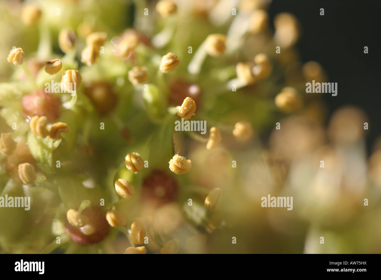 Molto da vicino i dettagli di edera seedhead Foto Stock