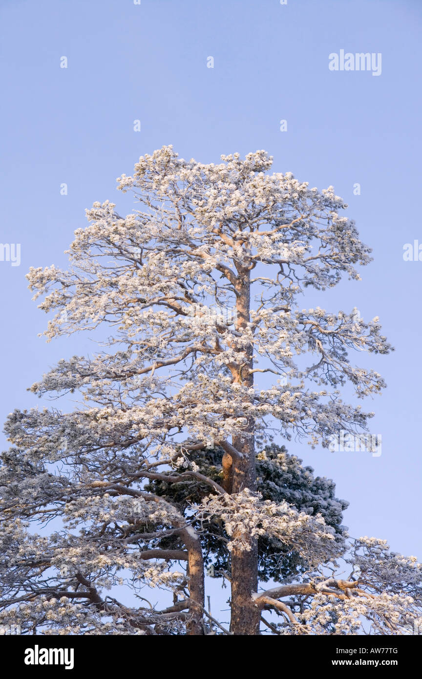Una pesante hoare gelo su un albero in Saarisleka nord della Finlandia Foto Stock