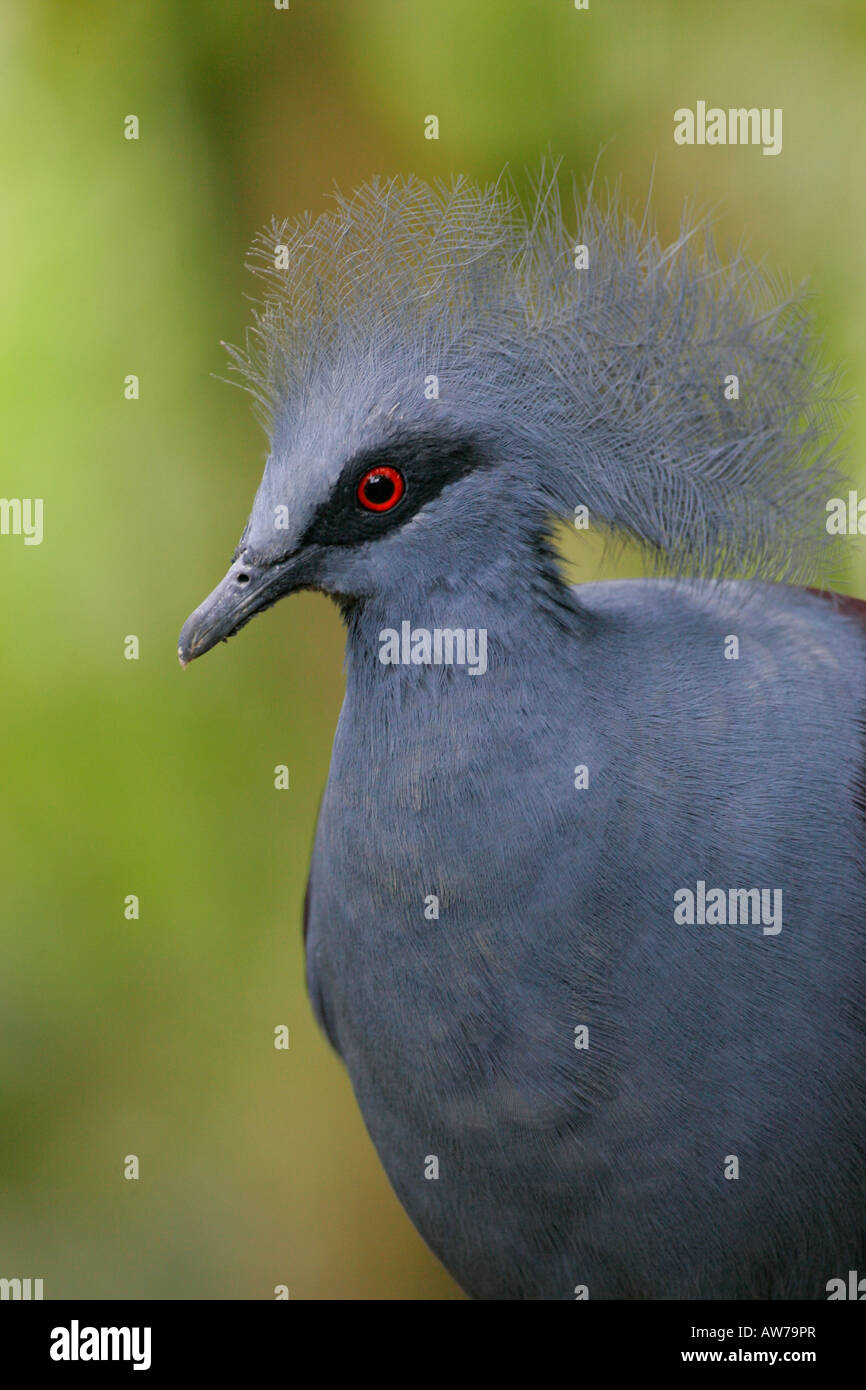 Comune piccione incoronata Foto Stock