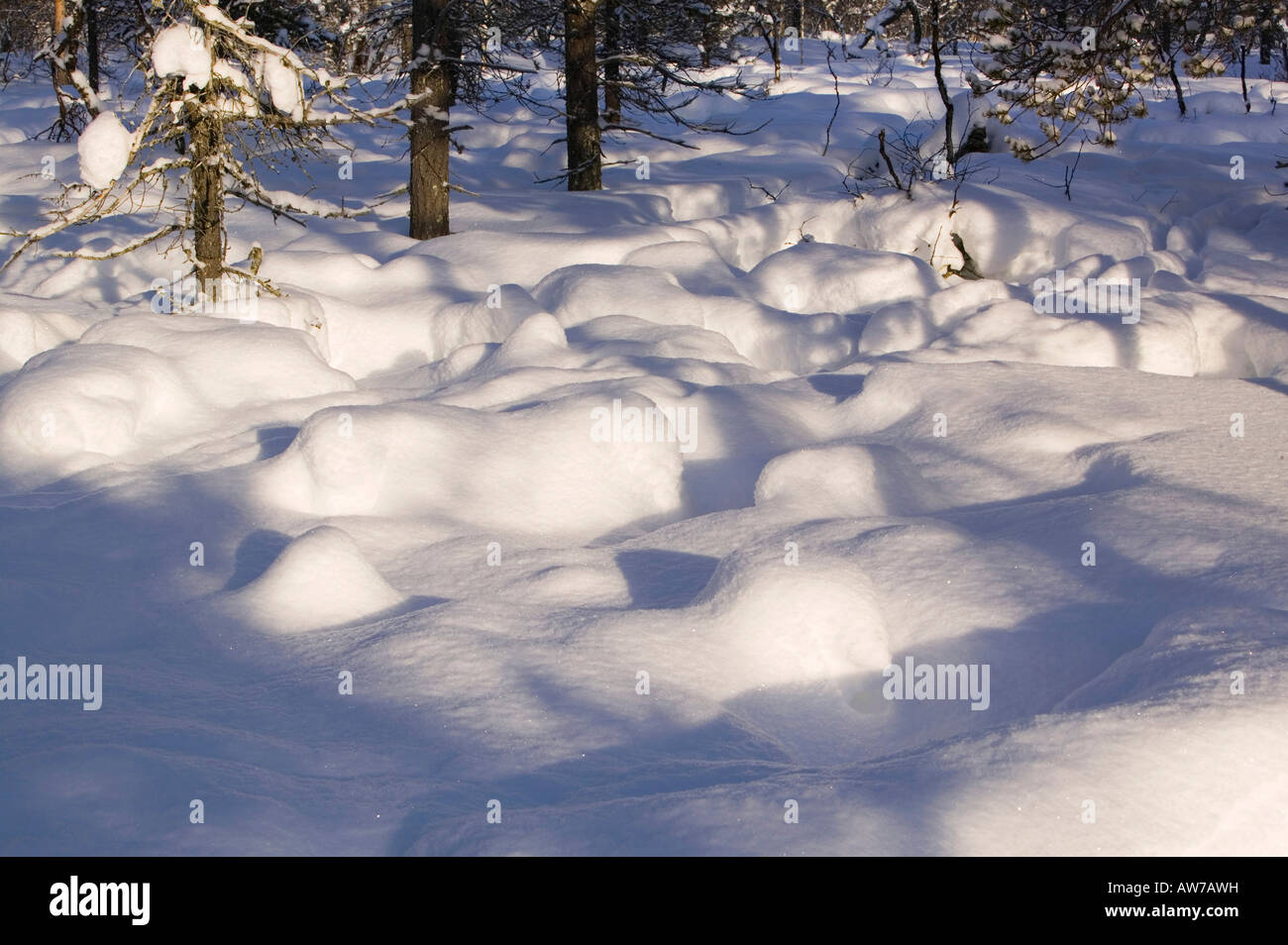 Le tracce lasciate da foraggio renne nel nord della Finlandia in inverno vicino Saariselka Foto Stock