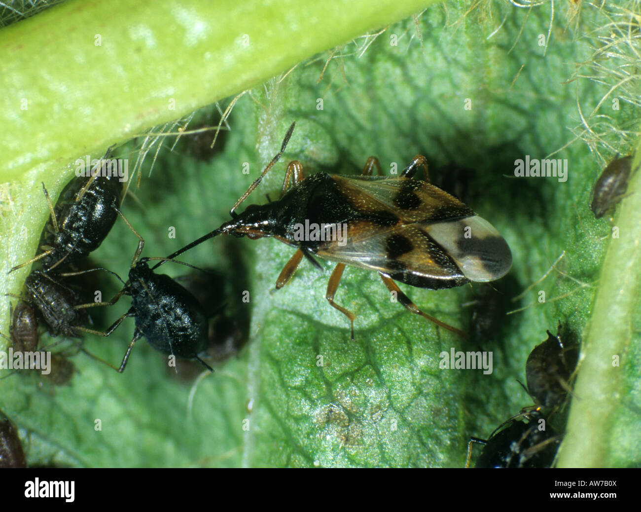 Fiore di predatori bug Anthocoris nemorum depredavano cherry afide Myzus cerasi Foto Stock