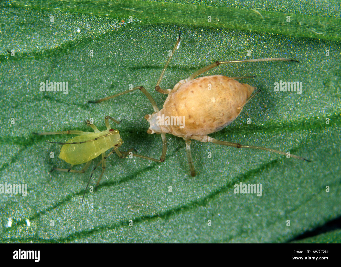 Afide del pisello parasitised da un parassitoide wasp Aphidius ervi con sani immaturo Foto Stock