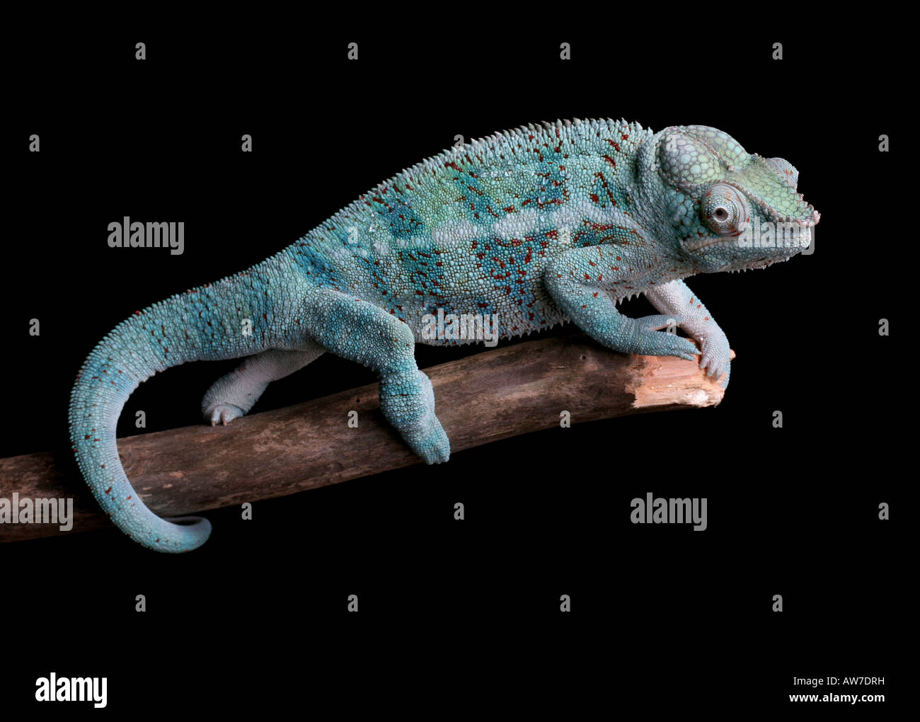 Ambanja panther chameleon (Furcifer pardalis), pet, nativo di nord-ovest del Madagascar Foto Stock