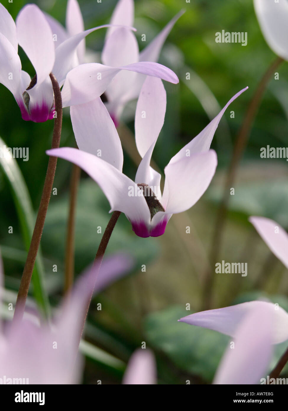 Il persiano ciclamino (Cyclamen persicum) Foto Stock