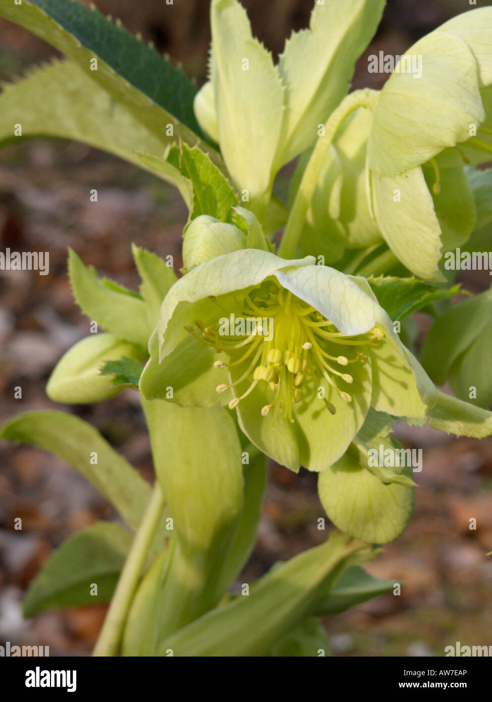 Veratro corsica (Helleborus argutifolius) Foto Stock