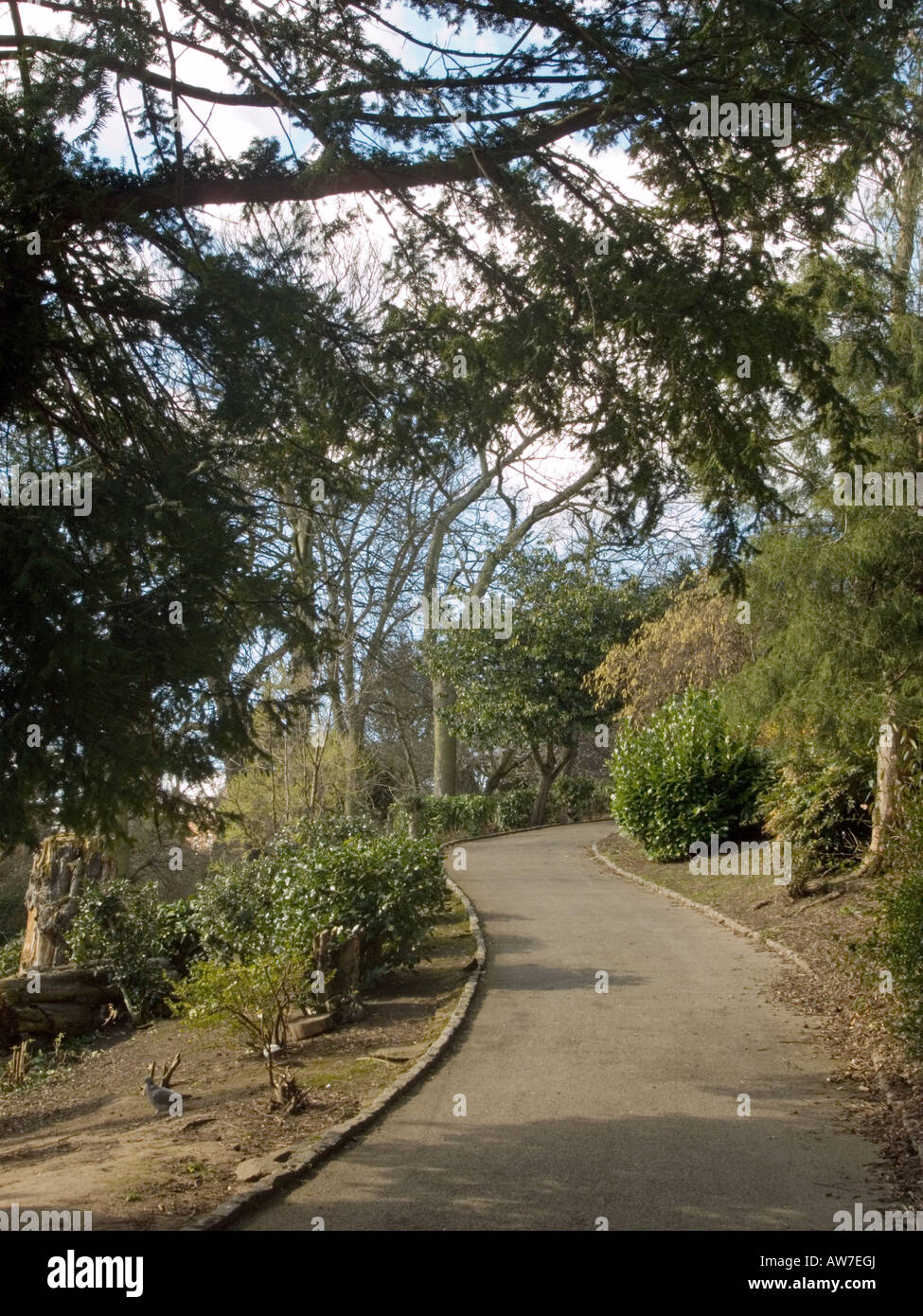 Viale alberato, Grosvenor Park, Chester Foto Stock