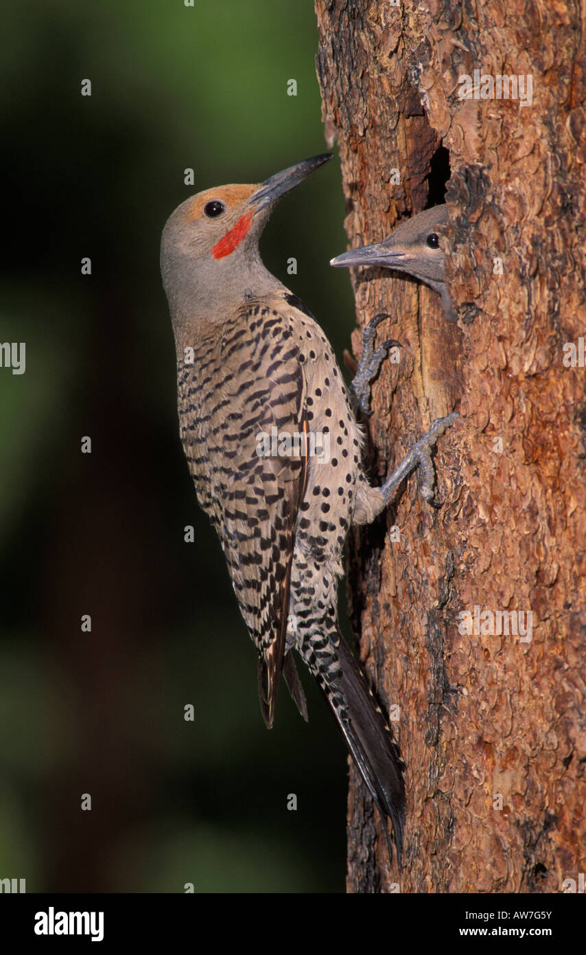 Lo sfarfallio del Nord rosso-scopare maschio e annidata, Colaptes auratus, in corrispondenza di cavità nido entrata in pino. Foto Stock