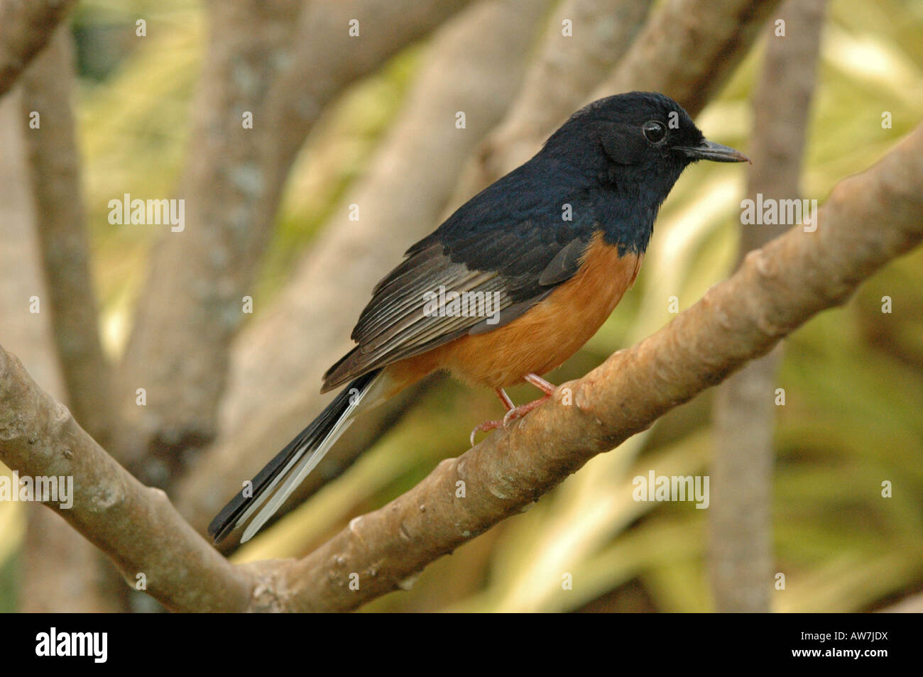 Uccello in albero Foto Stock