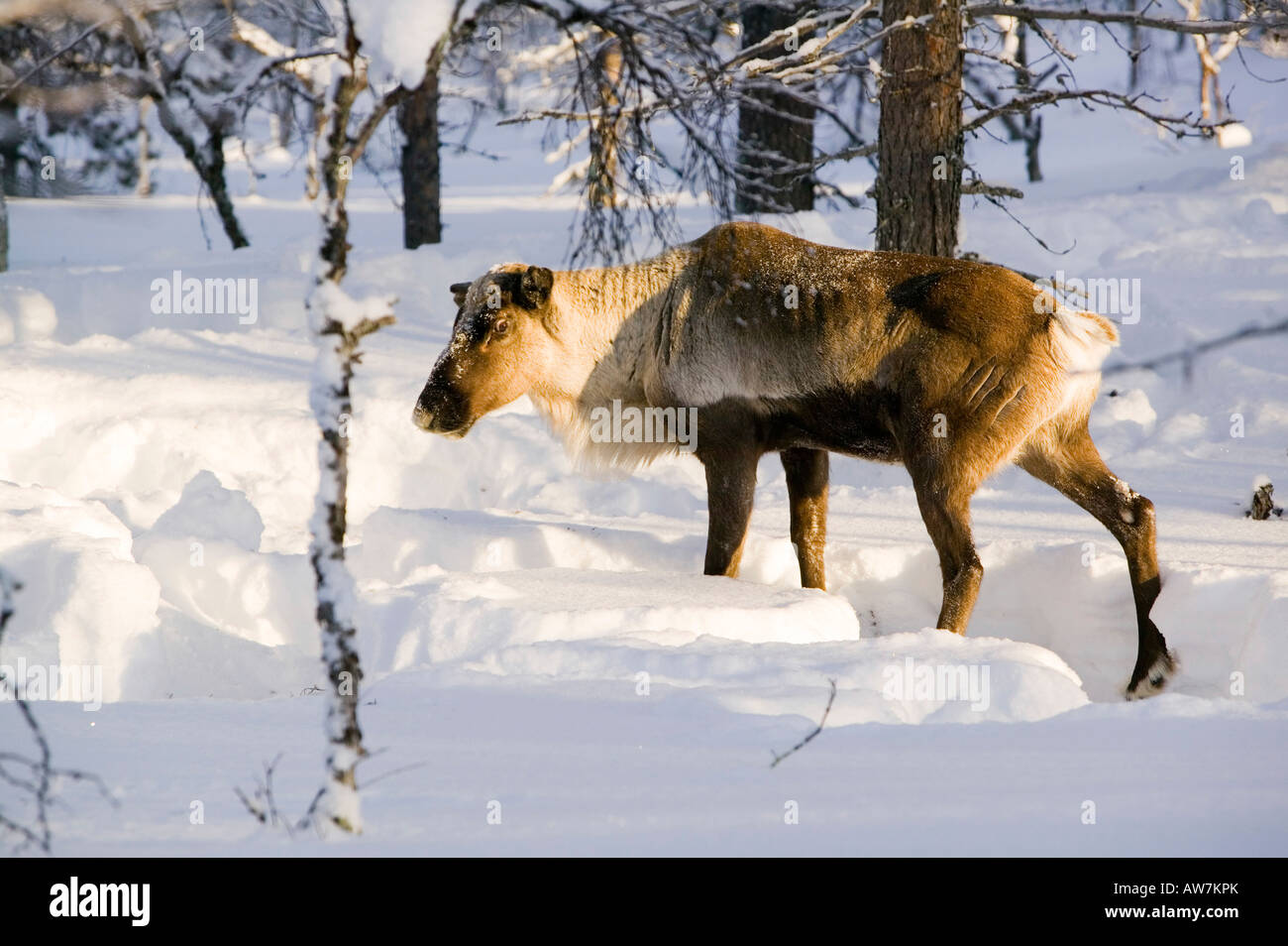 La renna rovistando nel nord della Finlandia in inverno vicino Saariselka Foto Stock
