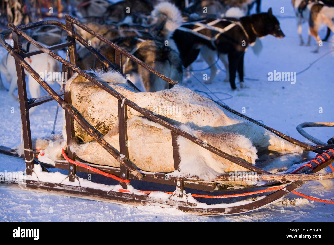 Slitte trainate da cani Saariselka nel nord della Finlandia Foto Stock