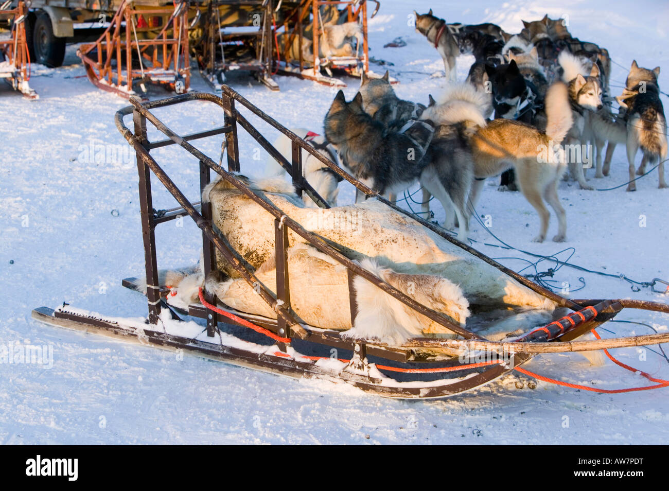 Slitte trainate da cani Saariselka nel nord della Finlandia Foto Stock