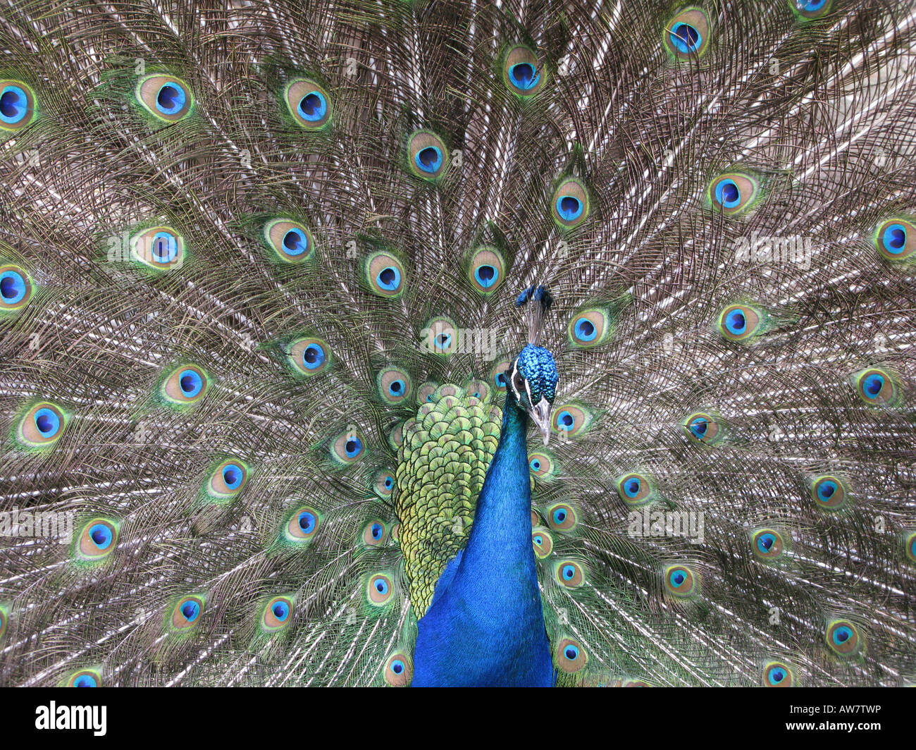Peacock, l'India Blue Peacock. Pavo real. Pavone maschio, Pavo cristatus Foto Stock
