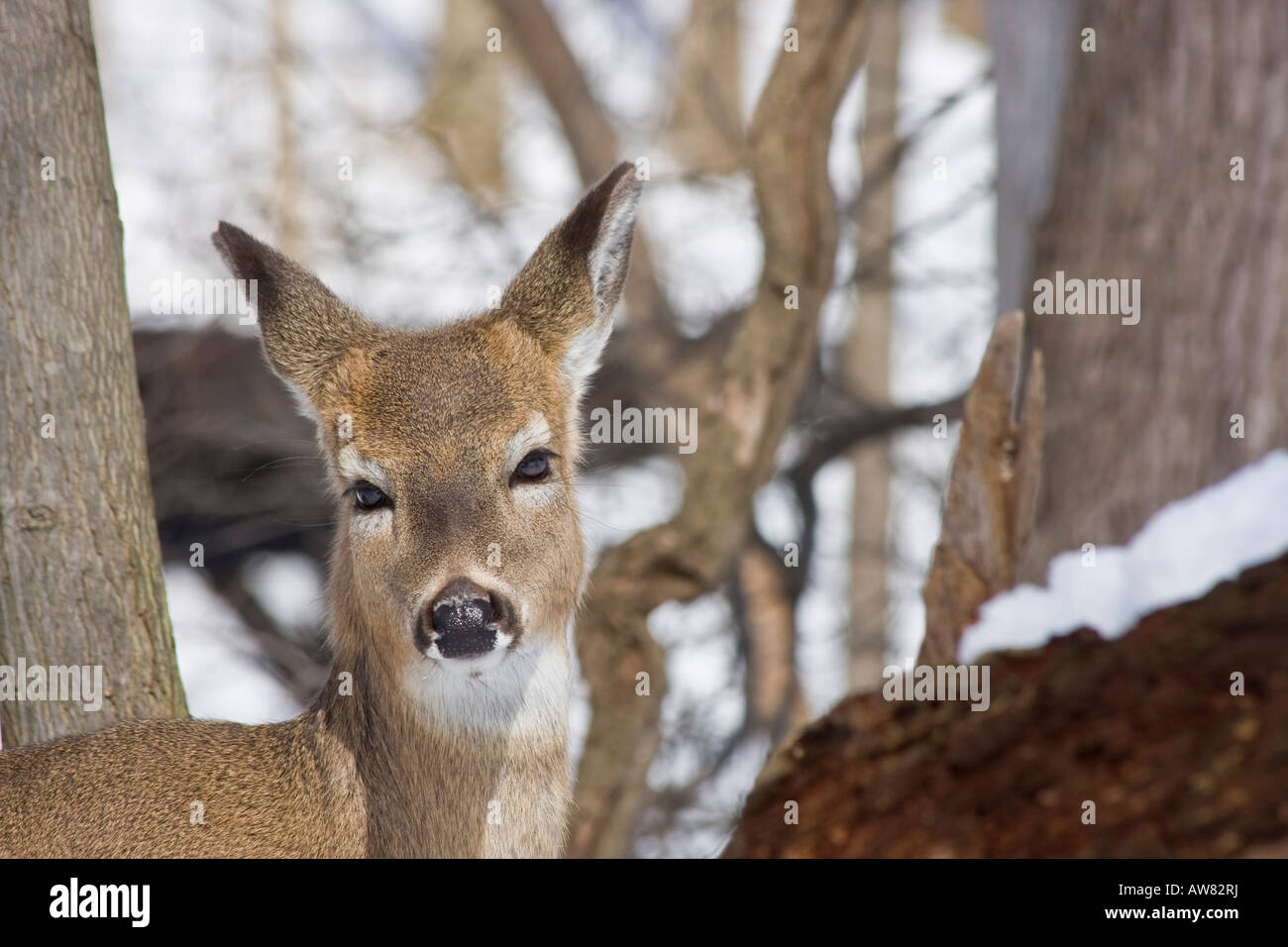 Giovane cervo americano negli Stati Uniti cervo sfocato sfocato nessuno sfondo orizzontale ad alta risoluzione Foto Stock