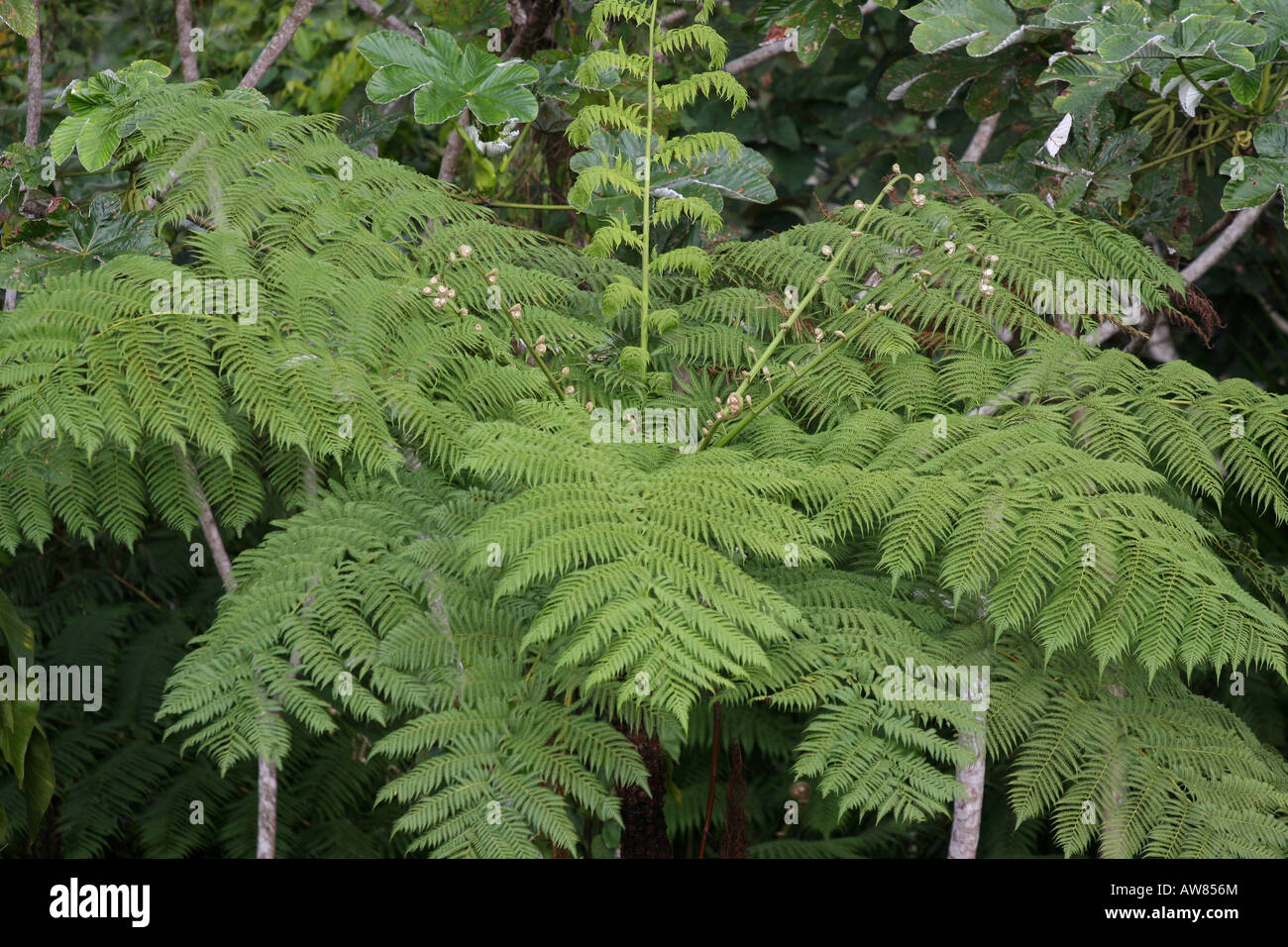 Foresta Pluviale di El Yunque puerto rico tree fern Foto Stock